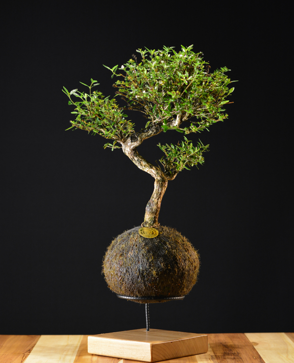 Kokedama Bonsai Serissa