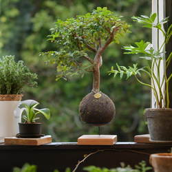 Kokedama Bonsai Jabuticaba