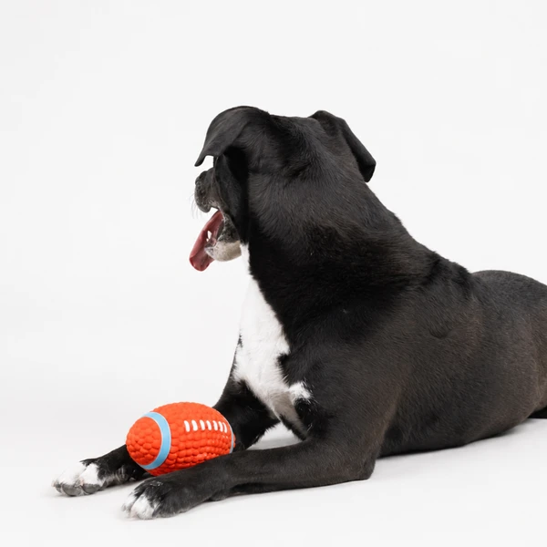 Sport Rugbyball
