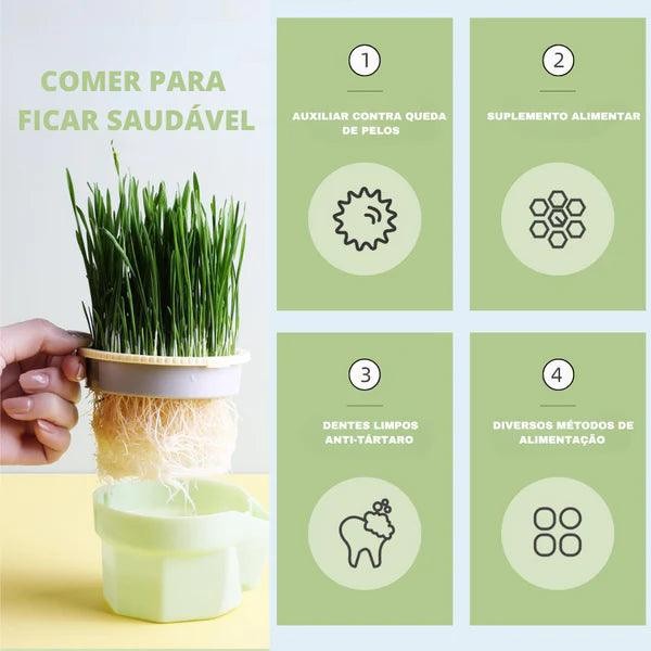 Vaso Auto irrigável de grama para Gatos + Kit Plantio 