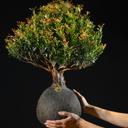 Kokedama Bonsai Cerejeira (G)