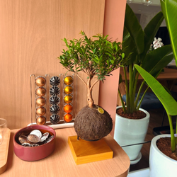 Kokedama Bonsai Serissa