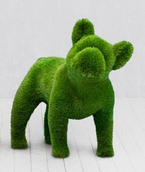 Bulldog Francês (Cabeça Inclinada)