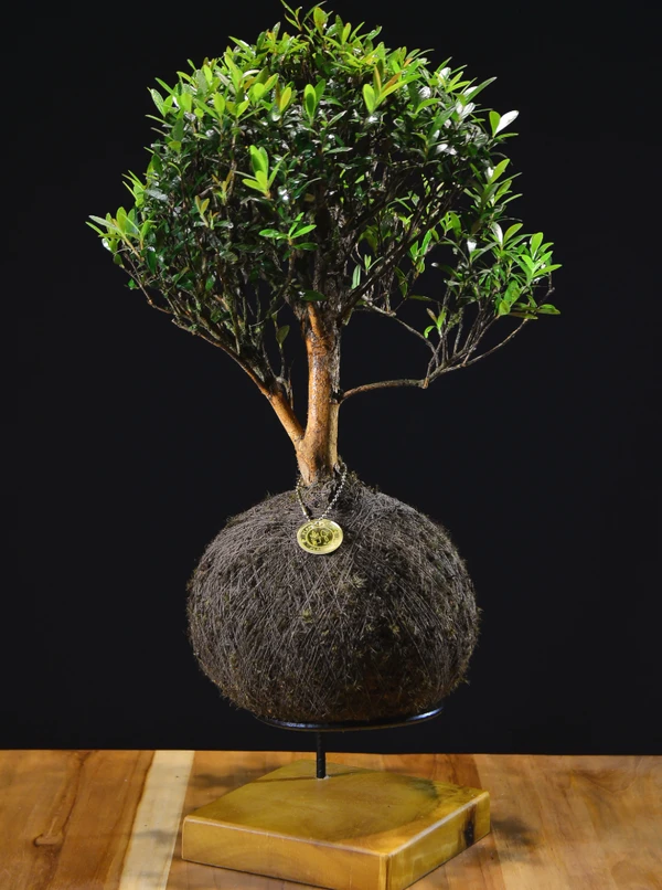 Kokedama Bonsai Cerejeira (G)