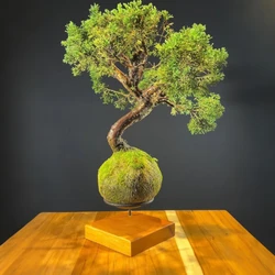 Kokedama Bonsai Coniferas