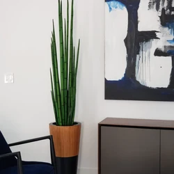 Capim-Cobra com Vaso Lux em Preto