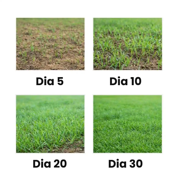 Sementes de Grama dos Batatais Selecionadas - TerraVerde™
