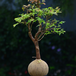 Kokedama Bonsai Jabuticaba