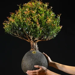Kokedama Bonsai Cerejeira (G)
