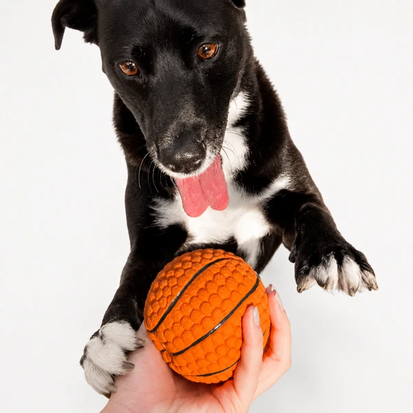 Sport Basketball 