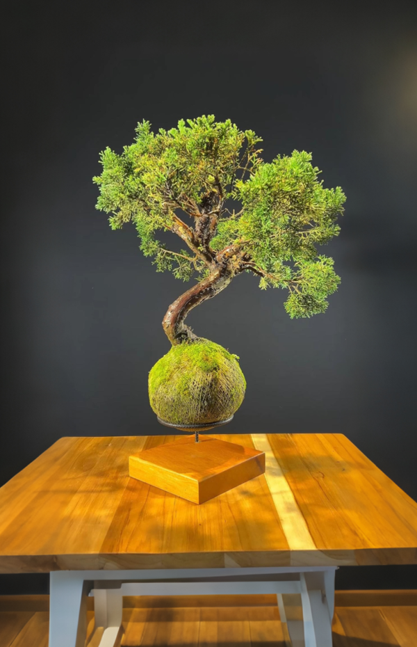 Kokedama Bonsai Coniferas