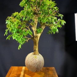Kokedama Bonsai Jabuticaba