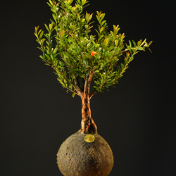 Kokedama Bonsai Cerejeira (M)