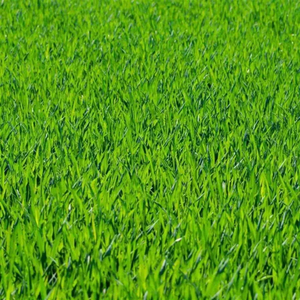 Sementes de Grama dos Batatais Selecionadas - TerraVerde™
