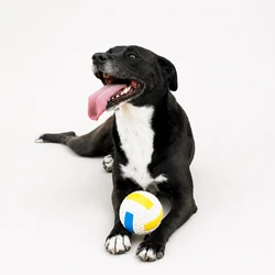 Sport Volleyball 