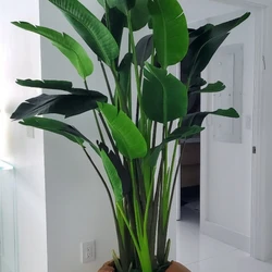 Grande Vaso de Teca em Formato de Barco com Grande Flor de Estrelícia