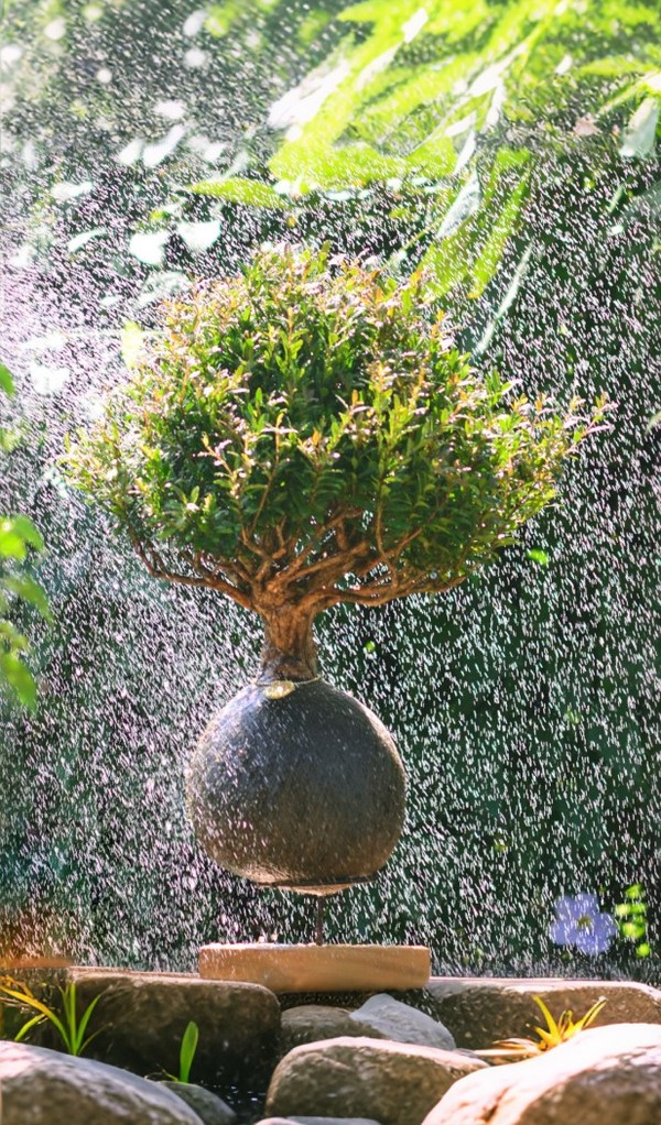 Kokedama Bonsai Cerejeira (G)