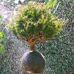 Kokedama Bonsai Cerejeira (G)