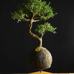 Kokedama Bonsai Serissa
