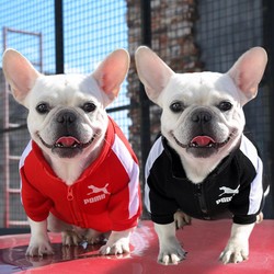 Jaqueta para Cães de Inverno, pequenos e médios porte