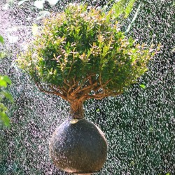 Kokedama Bonsai Cerejeira (G)