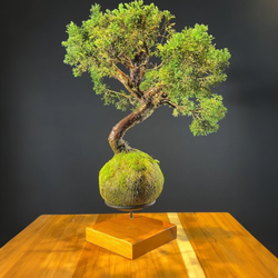 Kokedama Bonsai Coniferas