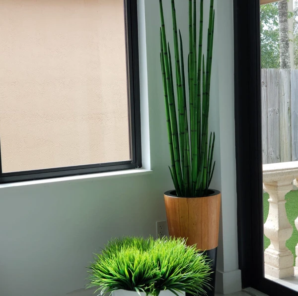 Capim-Cobra com Vaso Lux em Preto