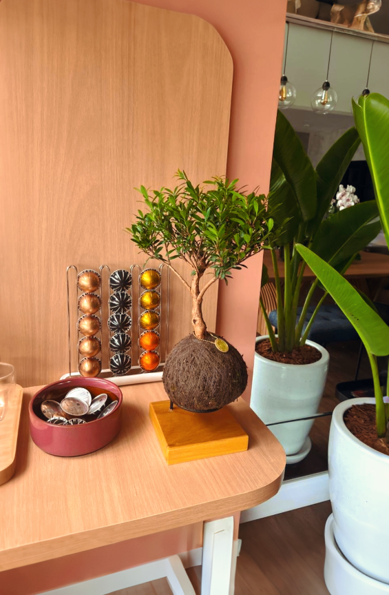 Kokedama Bonsai Serissa