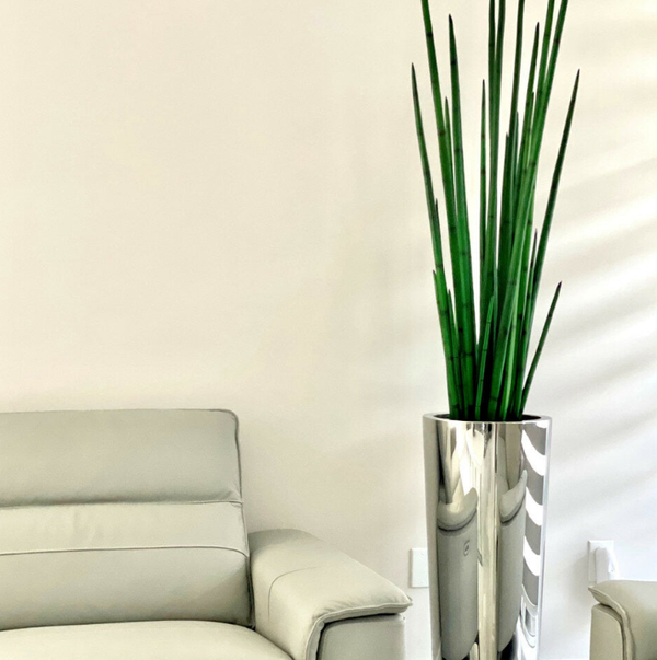 Grande Vaso Cone de Aço Inoxidável Polido com Grande Planta de Capim-Cobra.