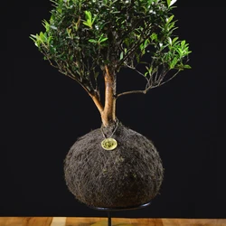 Kokedama Bonsai Cerejeira (G)