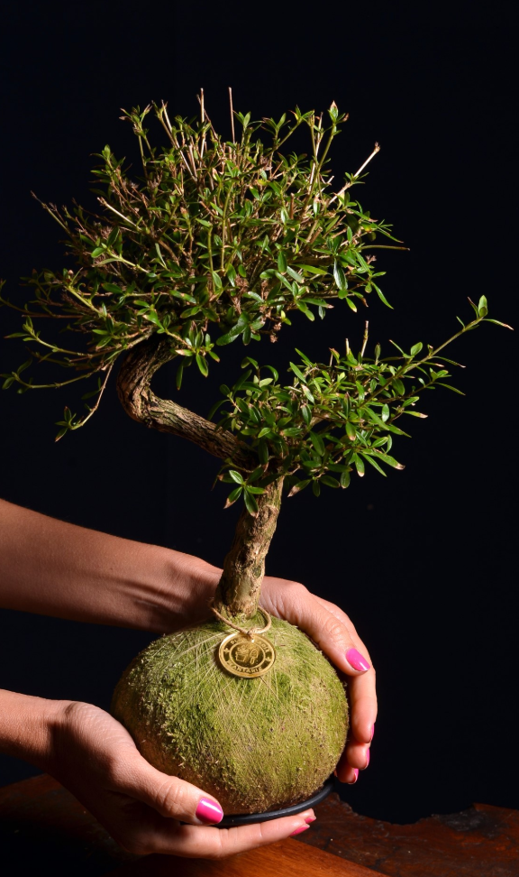 Kokedama Bonsai Serissa