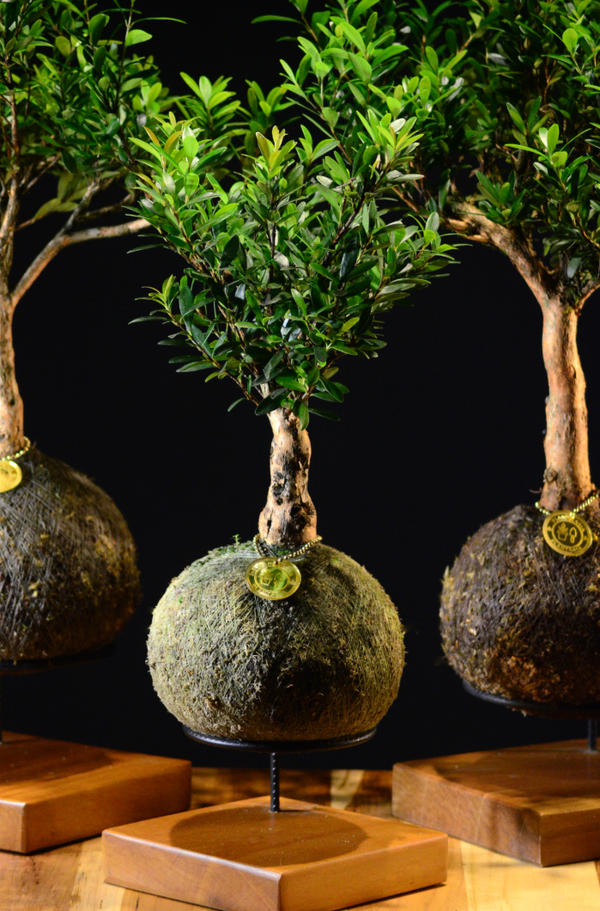 Kokedama Bonsai Cerejeira (M)