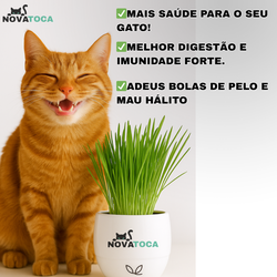  KIT PLANTIO + Vaso Auto irrigável de grama para Gatos