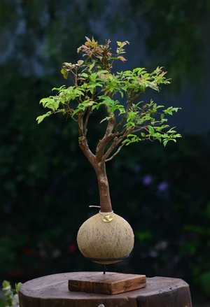 Kokedama Bonsai Jabuticaba