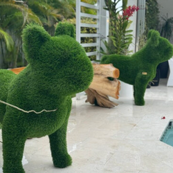 Bulldog Francês (Cabeça Inclinada)