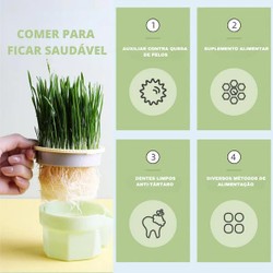 Vaso Auto irrigável de grama para Gatos + Kit Plantio 