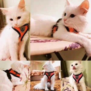 Coleira Peitoral Para Gatos Coleira Com Guia 