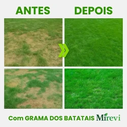 Sementes de Grama dos Batatais Selecionadas - TerraVerde™