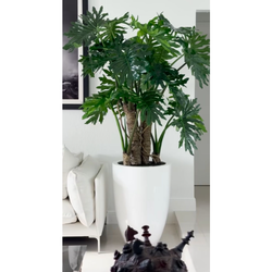 Planta Filodendro Selloum em vaso branco brilhante.