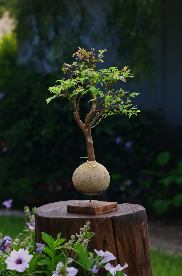 Kokedama Bonsai Jabuticaba