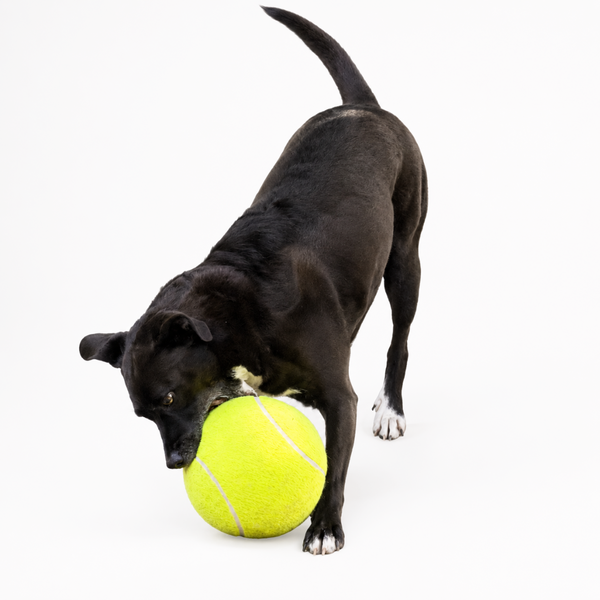Sport Big Tennis