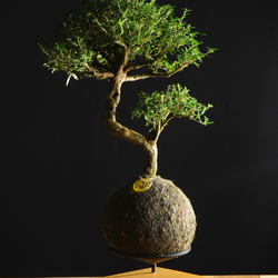 Kokedama Bonsai Serissa