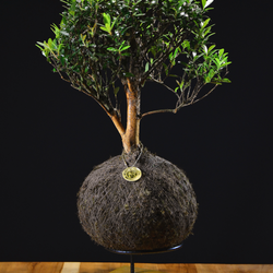 Kokedama Bonsai Cerejeira (G)