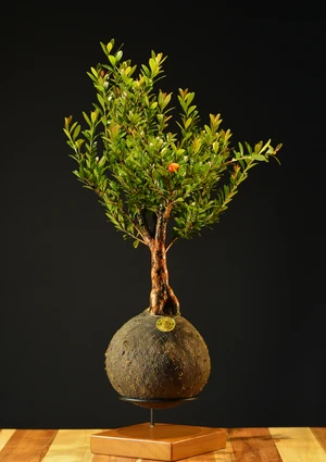Kokedama Bonsai Cerejeira (M)