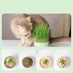 Vaso Auto irrigável de grama para Gatos + Kit Plantio 