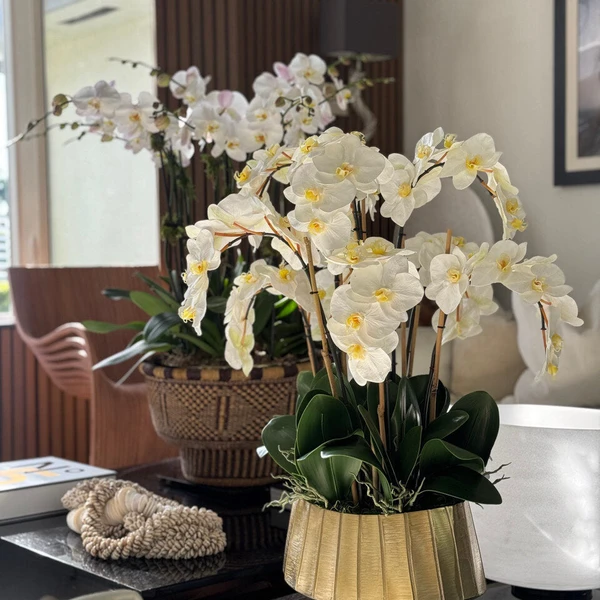Vaso Barco Helena com Orquídeas Phalaenopsis Brancas