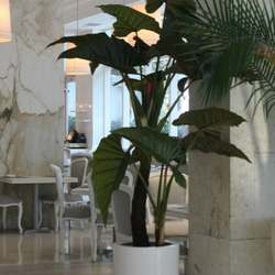 Alocasia Red Prince com Vaso Dice XL