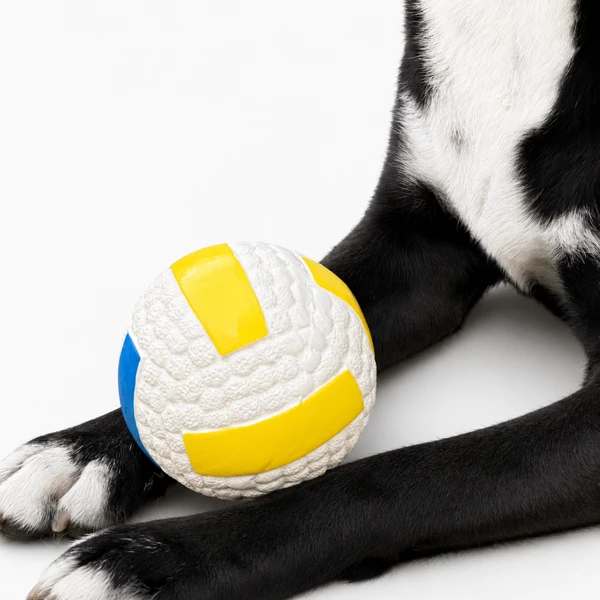 Sport Volleyball 