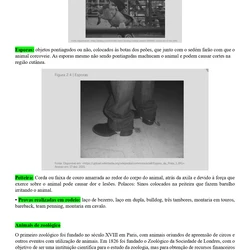 Médico Veterinário - Embu das Artes SP