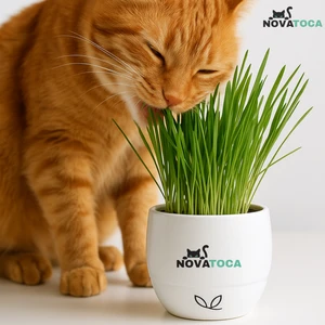  KIT PLANTIO + Vaso Auto irrigável de grama para Gatos